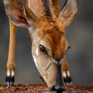 Mammals