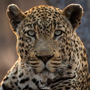 Leopards