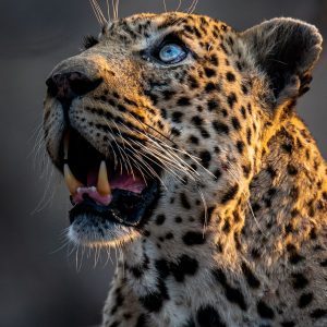 Leopards