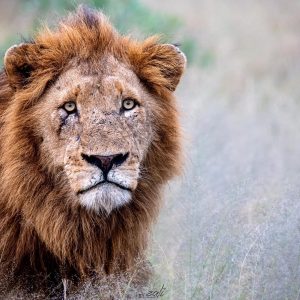 Lions